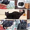 Thumbnail photo of Jellybean and Toothless #2