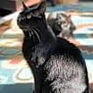 Thumbnail photo of Jellybean and Toothless #3