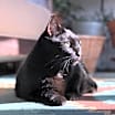 Thumbnail photo of Jellybean and Toothless #4