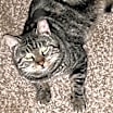 Thumbnail photo of Blitzen #1