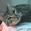 Thumbnail photo of Blitzen #2
