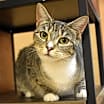 Thumbnail photo of Miracle #1