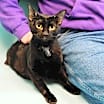 Thumbnail photo of Daphne #1