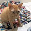 Thumbnail photo of Alice #2