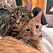 Thumbnail photo of Rocket and Milo #1
