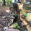 Thumbnail photo of Rocket and Milo #3