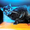 Thumbnail photo of Manxie #1
