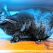 Thumbnail photo of Manxie #2