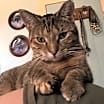 Thumbnail photo of Uni -Felv+ #1