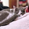 Thumbnail photo of Earl of Boop #1