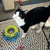 Thumbnail photo of Gypsy #1