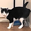Thumbnail photo of Gypsy #2
