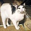 Thumbnail photo of Kora #1