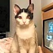 Thumbnail photo of Kora #2