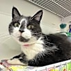 Thumbnail photo of Pixie #3