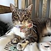 Thumbnail photo of Pixie #1