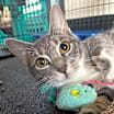 Thumbnail photo of Pixie #3