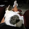 Thumbnail photo of GiGi #4