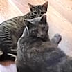 Thumbnail photo of Peaches #3