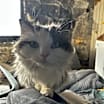 Thumbnail photo of Frankie #2
