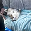 Thumbnail photo of Frankie #1