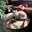 Thumbnail photo of Frankie #3