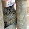 Thumbnail photo of Bela #4