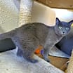 Thumbnail photo of Bleu #2