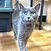 Thumbnail photo of Bleu #3