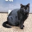 Thumbnail photo of Mama Batts #1