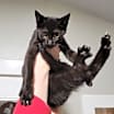 Thumbnail photo of BiddyBop #1