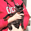 Thumbnail photo of BiddyBop #2