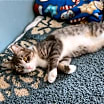 Thumbnail photo of Fern #4