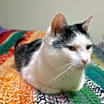 Thumbnail photo of Cowboy #1