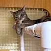 Thumbnail photo of Dusty #4