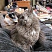 Thumbnail photo of Thumper #1
