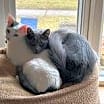 Thumbnail photo of Thumper #2