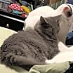 Thumbnail photo of Thumper #3