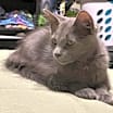 Thumbnail photo of Thumper #4