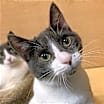 Thumbnail photo of Suki #1