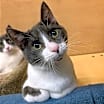 Thumbnail photo of Suki #2