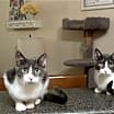 Thumbnail photo of Suki #4