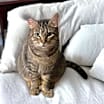 Thumbnail photo of Dusty FIV + INDOOR ONLY #1