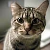 Thumbnail photo of Dusty FIV + INDOOR ONLY #2