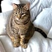 Thumbnail photo of Dusty FIV + INDOOR ONLY #3