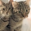 Thumbnail photo of Dusty FIV + INDOOR ONLY #4