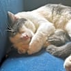Thumbnail photo of Trini #3