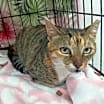 Thumbnail photo of Ginger (Bahamas) #1