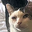 Thumbnail photo of BANDIT  cl #1