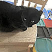 Thumbnail photo of BUDDY  cl #1